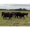 Image 2 : Avos Farms - 940# Sept/Oct Delivery Grass Steers - 350 Head (MacKay, AB)