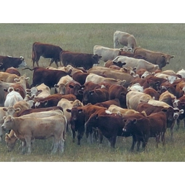 Forbes Bros. Ranching - 930# September Delivery Grass Heifers - 130 Head (Senlac, SK)
