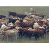 Image 1 : Forbes Bros. Ranching - 930# September Delivery Grass Heifers - 130 Head (Senlac, SK)