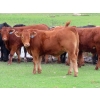 Image 11 : Ranahan Ranch - 950# June Delivery Steers - 65 Head (Whitewood, SK)