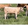 Image 14 : Wayne & Logan Lytwyn - 645# Oct/Nov Delivery Steer Calves - 190 Head (Winnipegosis, MB)