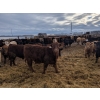 Image 4 : Rice Farms - 950# February Weaned Steers - 124 Head (Lacombe, AB)