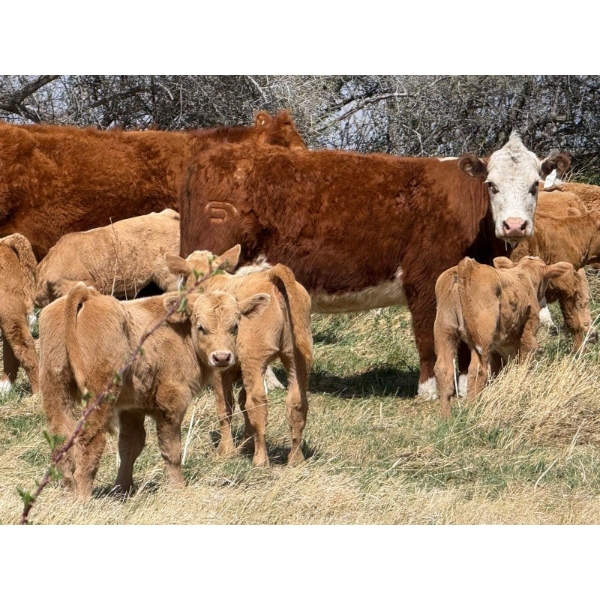 Sand Creek Enterprises - 630# October Delivery Steer Calves - 46 Head (Duchess, AB)