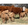 Image 1 : Sand Creek Enterprises - 630# October Delivery Steer Calves - 46 Head (Duchess, AB)