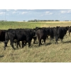 Image 10 : Sheldon Reimer - 940# September Delivery Grass Heifers - 325 Head (Cromer, MB)