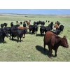Image 7 : Twin Bridges Ranch - 800# August Delivery Grass Heifers - 160 Head (Maple Creek, SK)
