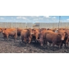 Image 2 : Ripple Rock Ranch - 875# July Delivery Heifers - 170 Head (Fincastle, AB)