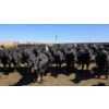 Image 7 : Ripple Rock Ranch - 690# April/May Delivery Heifers - 90 Head (Fincastle, AB)