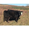 Image 2 : Bircham Ranch - 1025# October Delivery Grass Heifers - 58 Head (Piapot, SK)