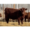 Image 6 : Jordan Livestock - 35 Red Simm/Angus X Replacement Heifers (Rimbey, AB)