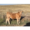 Image 3 : Dan & Kathy MacDonald - 575# October Delivery Steer Calves - 110 Head (Buffalo, AB)