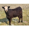 Image 3 : Hawkins Family Farm - 910# August Delivery Grass Heifers - 265 Head (Coderre, SK)