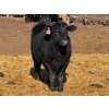 Image 8 : Rob Mossey - 925# March Delivery Steers - 67 Head (Vauxhall, AB)
