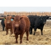 Image 3 : Justin Tateson - 925# March Delivery Steers - 70 Head (Scandia, AB)