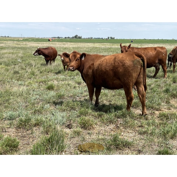 Sam & Charlie McKinnon - 10 Red 2nd Calvers (Pen 717 - 719)