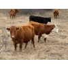 Image 17 : C & L Livestock - 29 Red Mature 3-Way Pairs (Edam, SK) VBP+