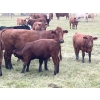 Image 8 : Sande Cattle Company - 720# October Steer Calves - 85 Head (Olds, AB)