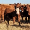 Image 5 : Schwartz Land & Livestock - 525# October Delivery Steer Calves - 90 Head (Hodgeville, SK)