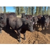 Image 14 : Alan Fridlington - 730# May Delivery Heifers - 162 Head (Kersley, BC)