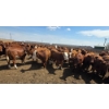 Image 2 : Cattlewood Farms Ltd. - 740# June Delivery Heifers - 200 Head (Fincastle, AB)