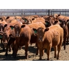 Image 5 : PSV Farms Ltd. - 880# May Delivery Heifers - 58 Head (Enchant, AB)