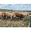 Image 3 : Ian & Heather Marr - 1070# August Grass Steers - 116 Head (Marwayne, AB)
