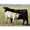 Image 3 : Douglass Cattle Co. - 585# November Delivery Steer Calves - 95 Head (Finnegan, AB)