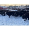 Image 5 : WA Ranches (University of Calgary) - 500# December Weaned Heifers - 70 Head (Cochrane, AB)
