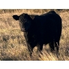 Image 5 : Jordan & Kelli Hoopfer - 660# November Delivery Steer Calves - 90 Head (Gadsby, AB)