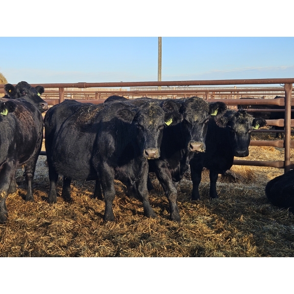 Rolling N Ranches (Nolan Osadczuk) - 6 Black Cows (Pen 639-637)