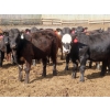 Image 7 : Little Rainbow Ranch - 820# June Delivery Steers - 144 Head (Moosomin, SK)