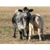 Image 11 : Donovan Banman - 630# October Delivery Heifer Calves - 50 Head (Hays, AB)