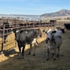 Image 1 : Idaho Dairies/Ranches - 22 Cows (Burley, ID)