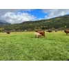 Image 14 : Squaw Valley Ranch - 850# October Delivery Steer Calves - 72 Head (Lumby, BC)