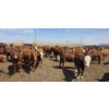 Image 4 : Cattlewood Farms Ltd. - 740# June Delivery Heifers - 200 Head (Fincastle, AB)
