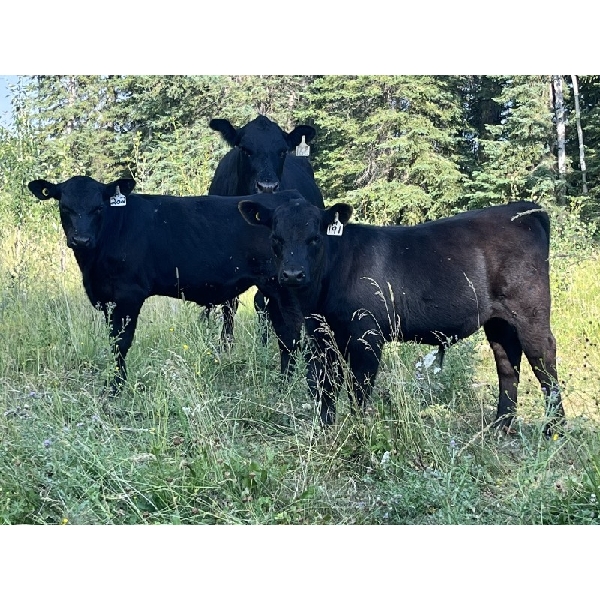 B & B Livestock - 550# Steer Calves - 70 Head (Spruce View, AB)