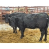 Image 3 : Hendricks Enterprises - 3 Mature Cows (Pen 518)