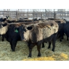 Image 2 : Lazy J Cattle Co. - 9 Third Calvers (Pen 441B)