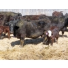 Image 2 : Leib Farm & Ranch Ltd. - 30 Black Angus/Black Angus X Pairs (Southey, SK)