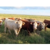 Image 6 : Taylor Enterprises Inc. - 900# September Delivery Grass Heifers - 134 Head (Wawota, SK)
