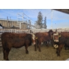 Image 3 : Gemstone Cattle Company - 8 RBF Heifers (Pen 325 - 327) 969# avg