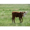 Image 9 : Circus Coulee Cattle - 550# November Delivery Steer Calves - 100 Head (Dorothy, AB)