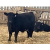 Image 4 : Winnifred Colony Farming Ltd. - 790# December Delivery Weaned Steers - 78 Head (Winnifred, AB)