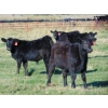 Image 2 : Ray Torkelson - 580# Steer Calves - 107 Head (Millicent, AB)