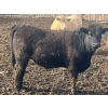 Image 11 : Hawk Ranching - 990# April Delivery Steers - 174 Head (Nanton, AB)