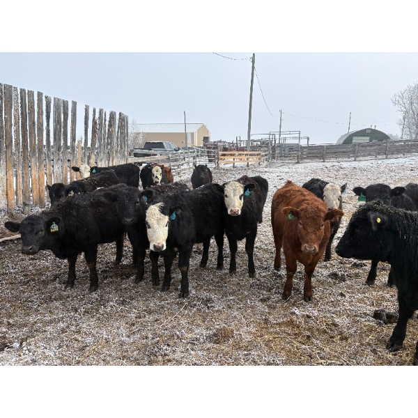 Ron Holmes - 677# March Delivery Heifers - 41 Head (Cochrane, AB)