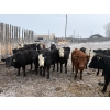 Image 1 : Ron Holmes - 677# March Delivery Heifers - 41 Head (Cochrane, AB)