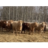 Image 2 : Ron Billings - 1050# March Delivery Heifers - 56 Head (Sundre, AB)