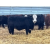 Image 5 : Dog River Ranch - 850# February Delivery Steers - 70 Head (Corning, SK) VBP+