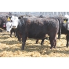 Image 7 : A&S Farms - 30 BWF Replacement Heifers (Coaldale, AB)